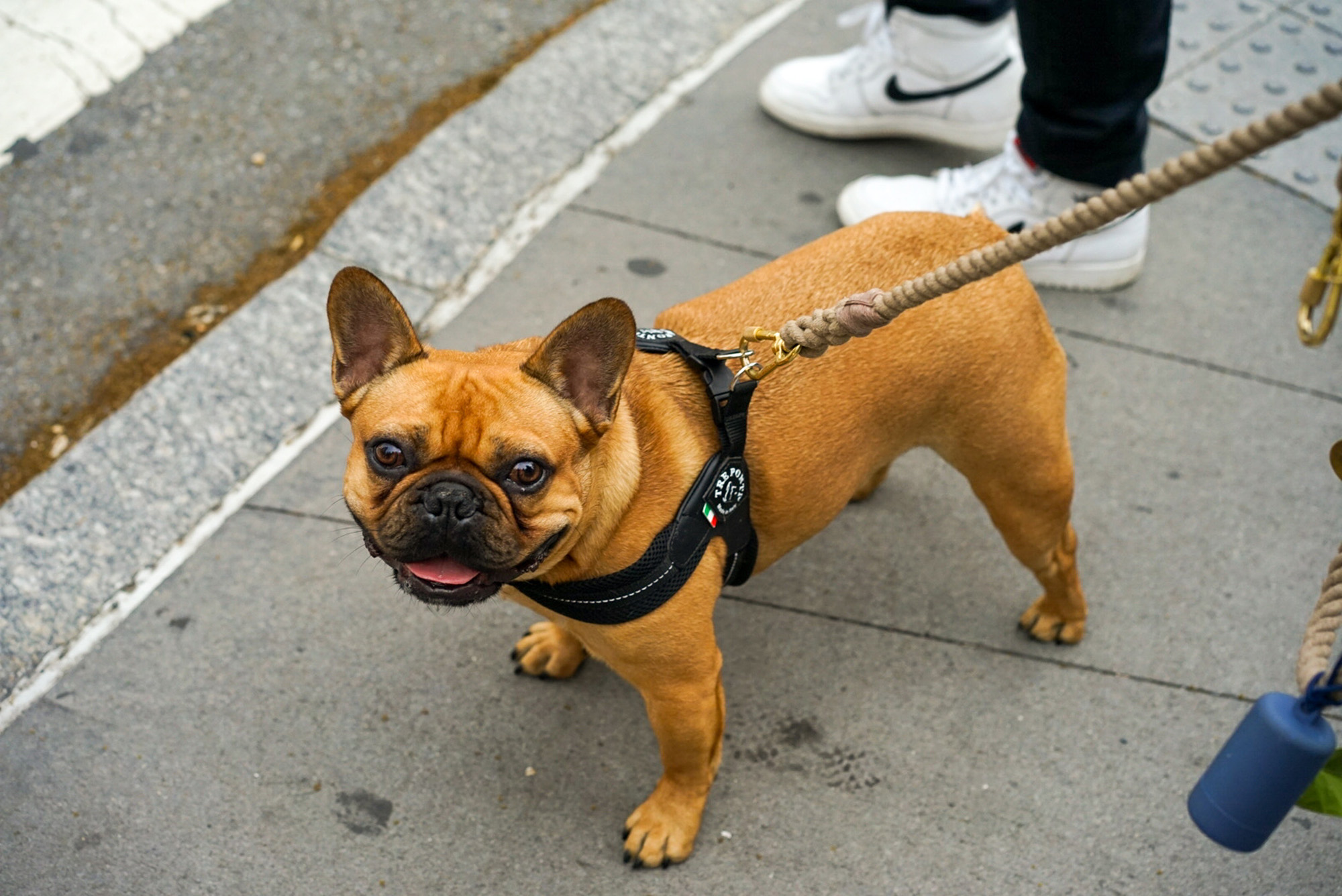 Training mit einer französischen Bulldogge: Eine harmonische Beziehung aufbauen und unerwünschtes Verhalten korrigieren