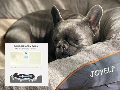 Französische Bulldogge schnarcht - Orthpädisches Hundebett